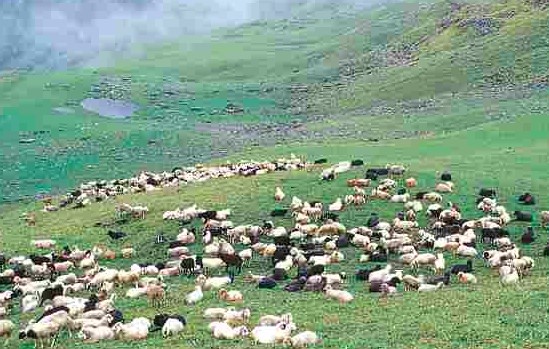 बुग्यालों में परमिट नहीं मिलने से रास्तों में डेरा डाले बैठे हैं वन गुर्जर, मवेशियों के साथ संकट में जीवन